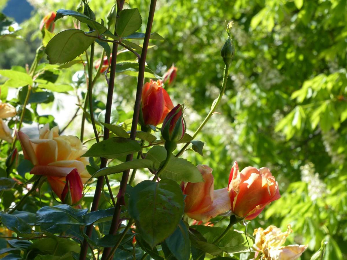 La Ferme Du Petit Segries Bed And Breakfast Moustiers-Sainte-Marie Buitenkant foto